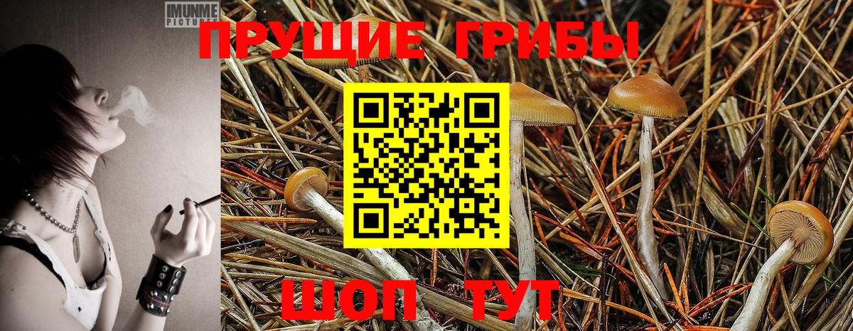 Домодедово  Псилоцибиновые грибы Cubensis  Вход с VPN 